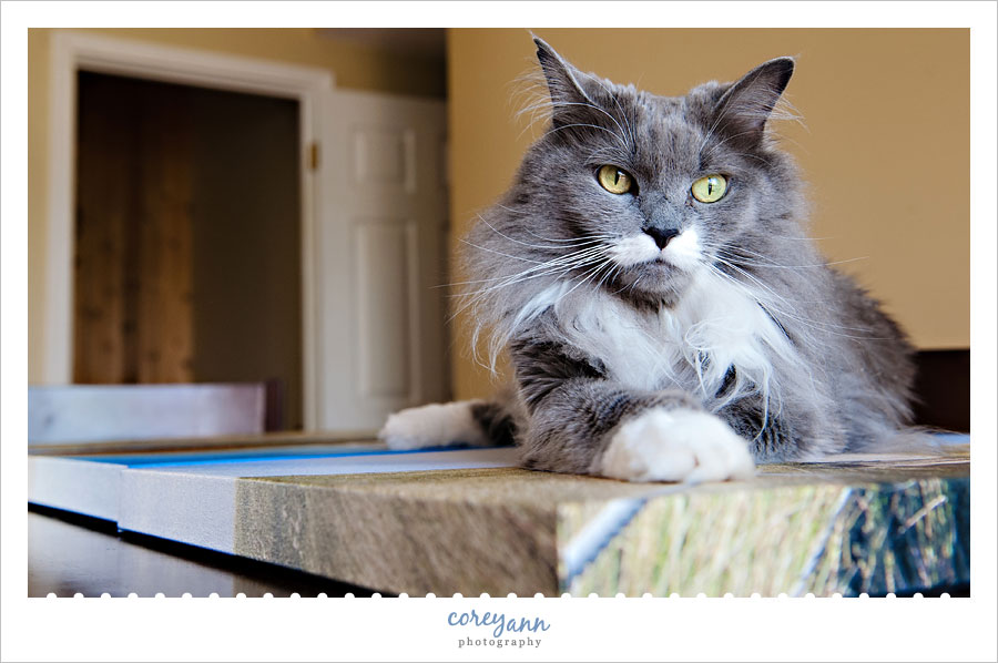 cat sitting on a canvas print