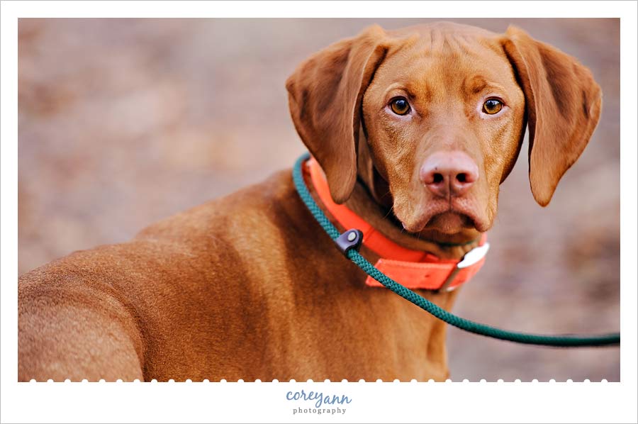 dog portrait in hartville ohio