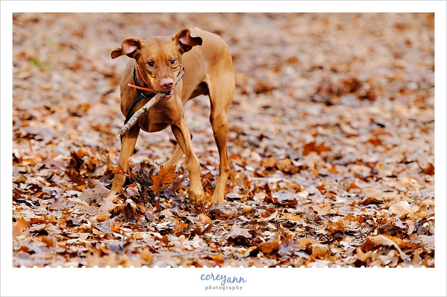 dog playing in quail hollow state park in hartville ohio