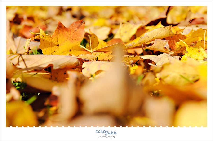 autumn leaves at quail hollow state park