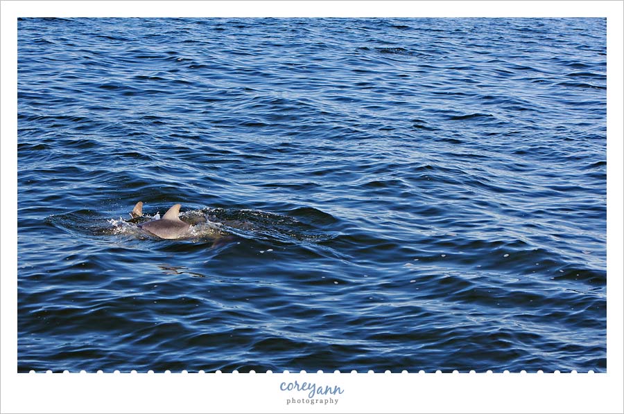 bottlenose dolphins in the outer banks