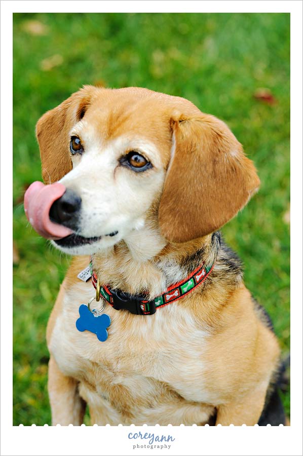 dog licking nose in ohio