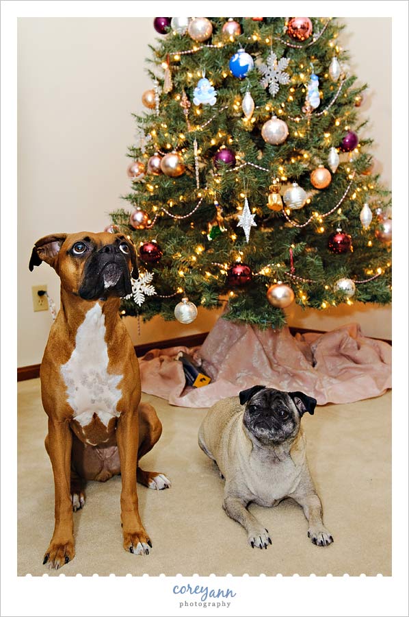 dogs in front of christmas tree