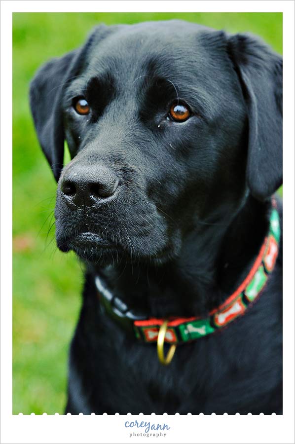 black labrador dog portrait in ohio