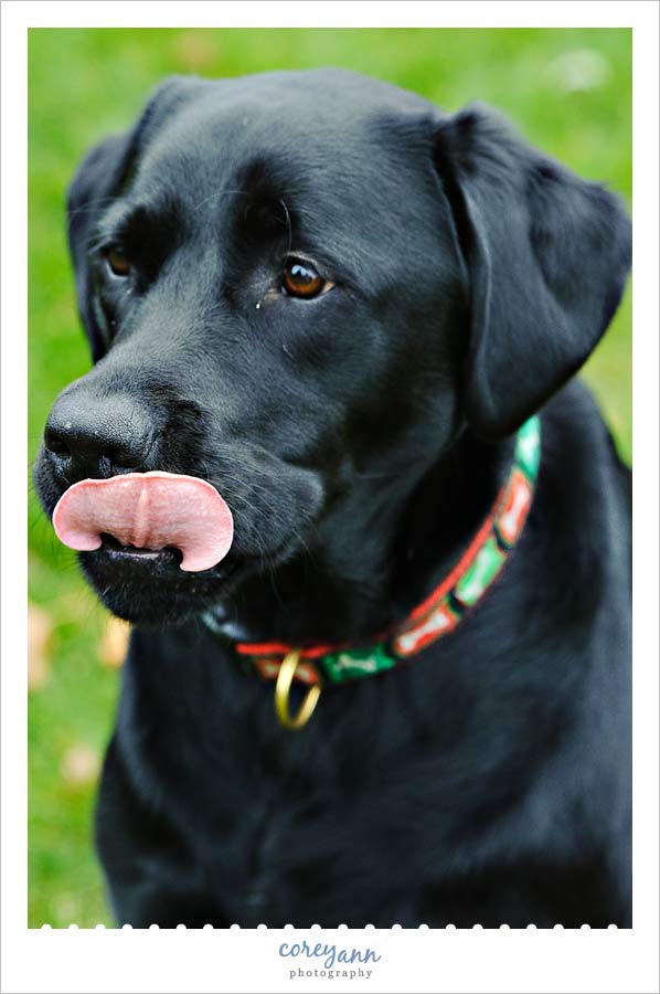 black labrador dog licking nose in ohio